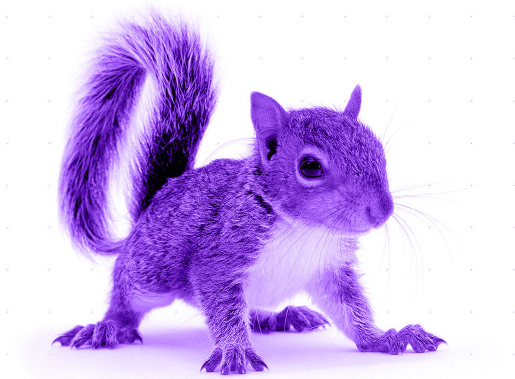 purple squirrel plush
